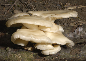 Beringter Seitling (Pleurotus dryinus) - © Heinz Prelicz